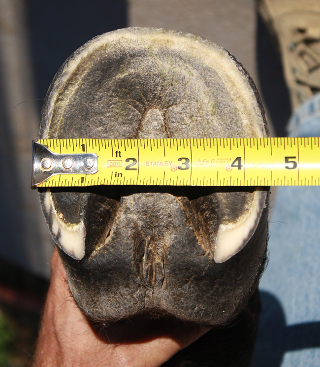 How to measure a hoof for Renegade Hoofboots