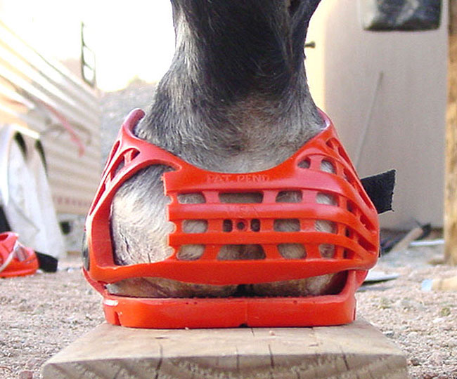 Hind View Captivator on Renegade Hoofboot
